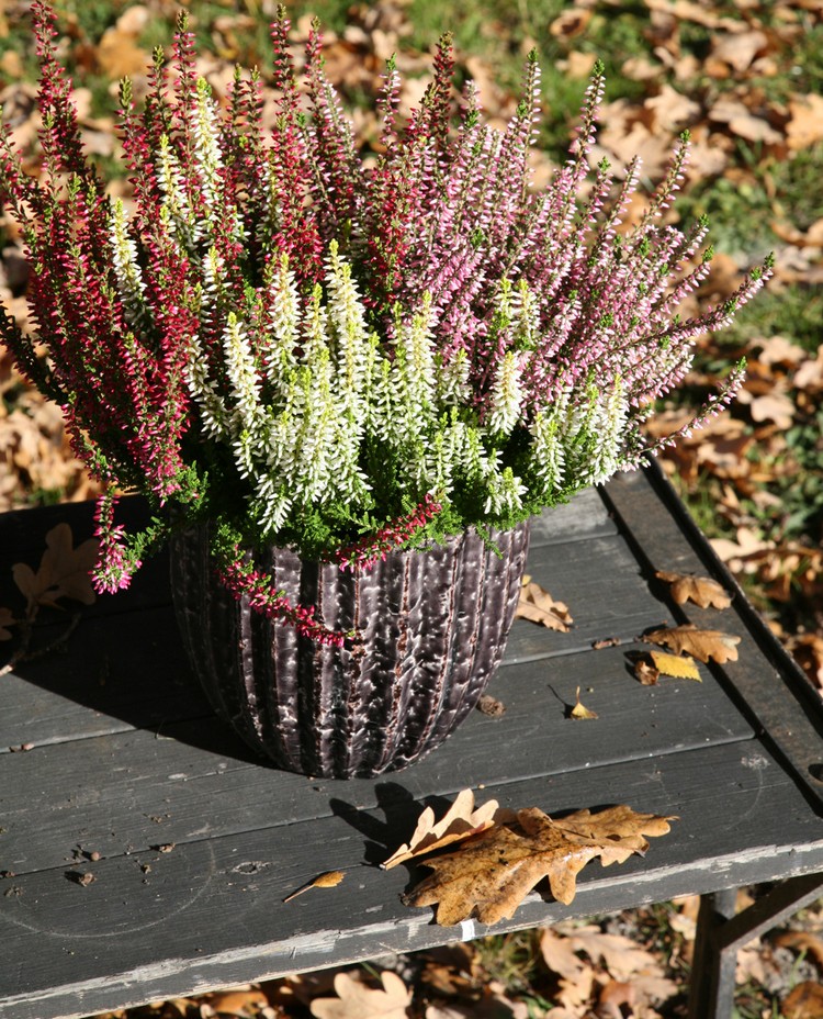 deco-automne-bruyère-erica-pot-fleurs-erica-arrangement-jardin-table déco d’automne