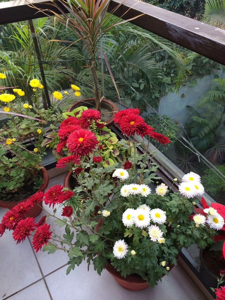 fleurs-d'automne-chrysanthemes-balcon-garde-corps