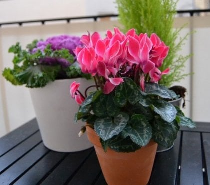 fleurs-d'automne-cyclamen