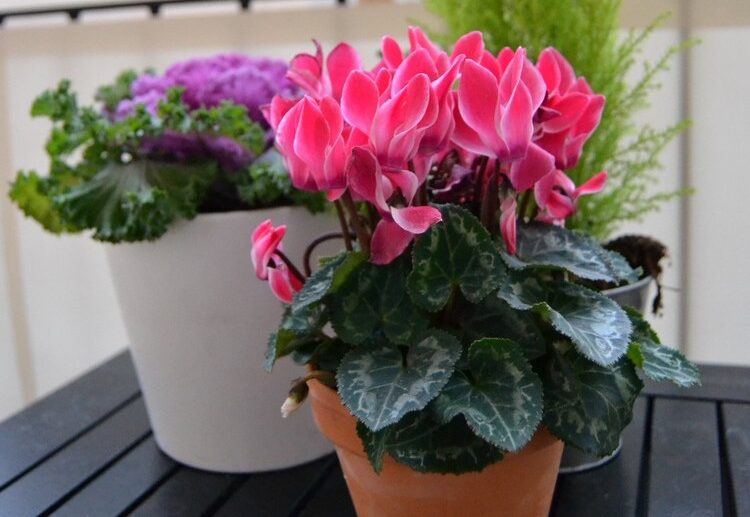 fleurs-d'automne-cyclamen