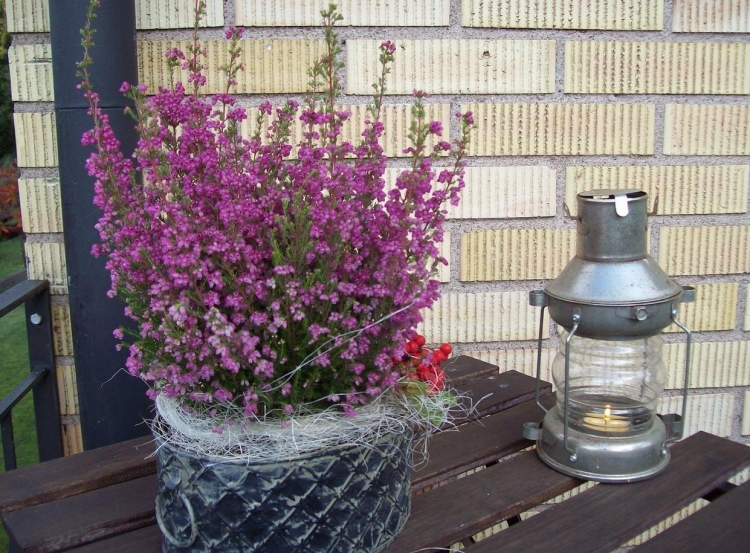 plantes-automne-arrangement-bruyère-lilas-lanterne-métallique