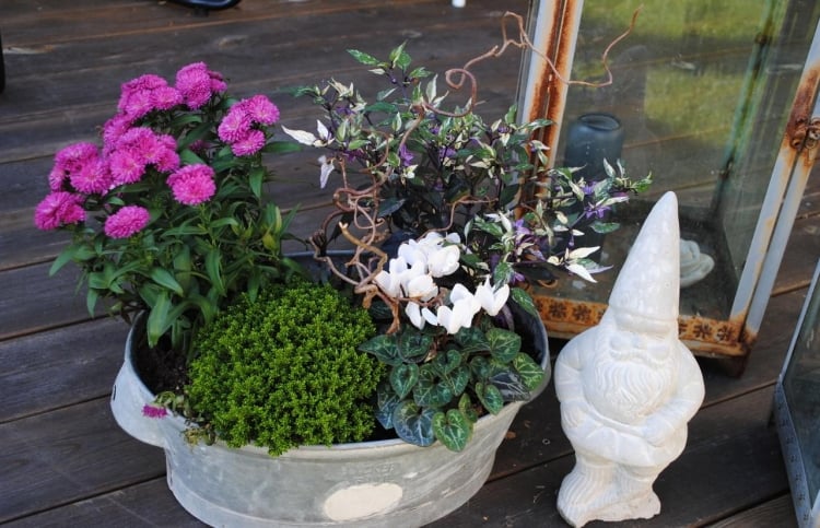 plantes-automne-arrangement-décoratif-cyclamen-blanc-chrysanthèmes-roses-figurine-nain-blanc plantes d'automne