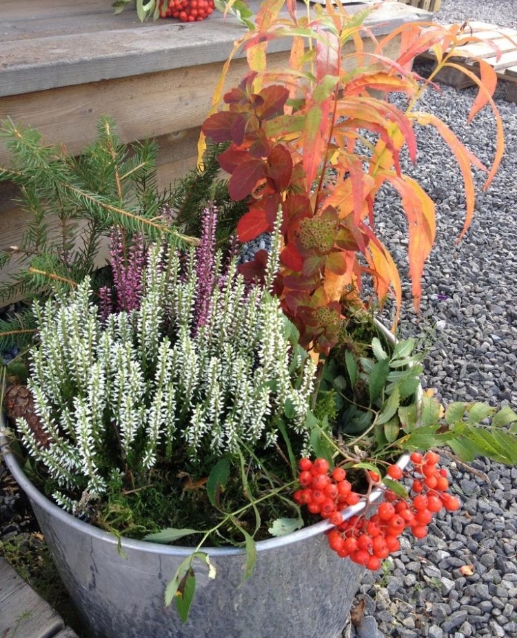 plantes-automne-arrangement-seau-métallique-baies-rouges-bruyère-lilas-blanche plantes d'automne