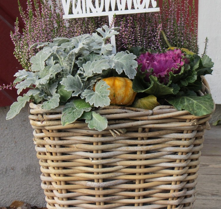 plantes-automne-panie-osier-arrangement-chou-ornement-citrouilles-bruyère-cinéraire-maritime