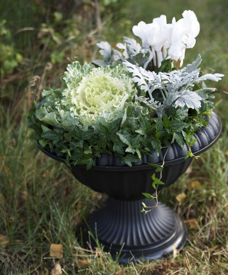 plantes-automne-pot-fleurs-noir-arrangement-chou-ornement-cyclamen-blanc-lierres plantes d’automne