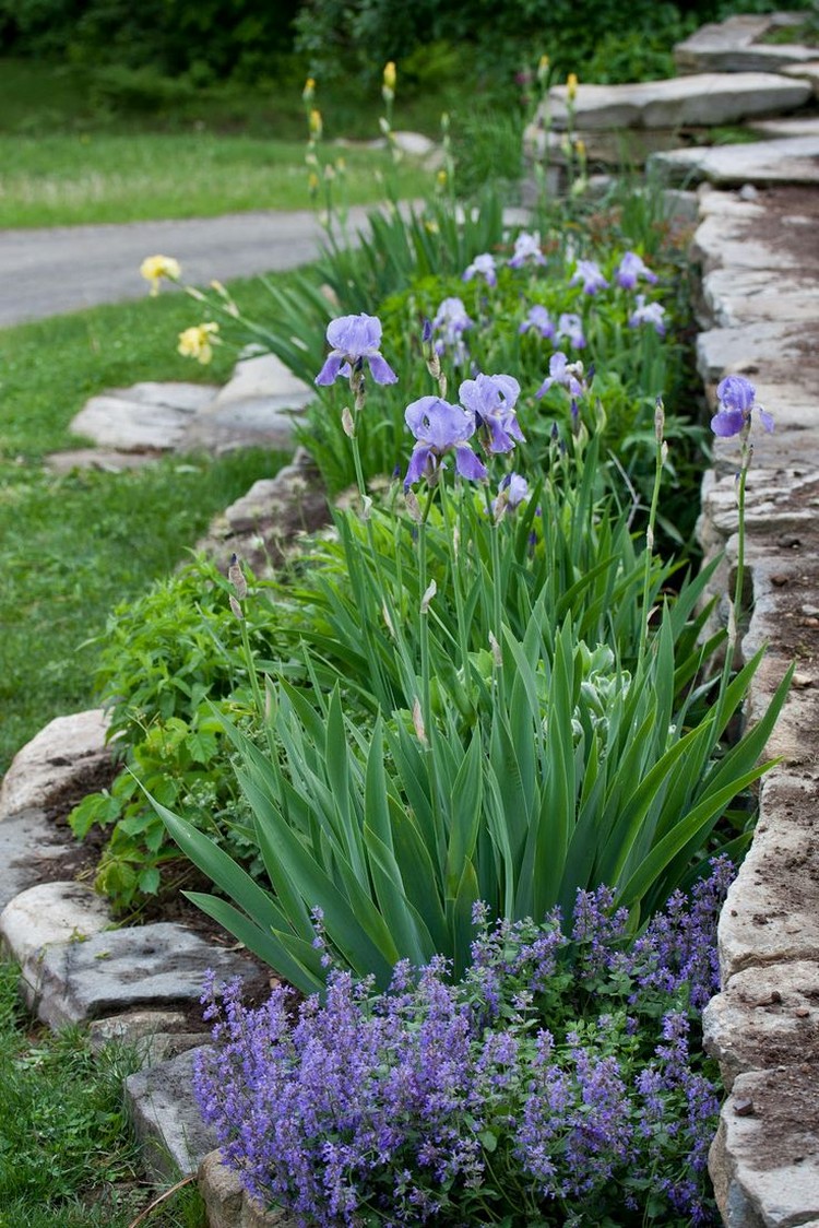 aménagement-petit-jardin-iris-saponaire-faux-basilic