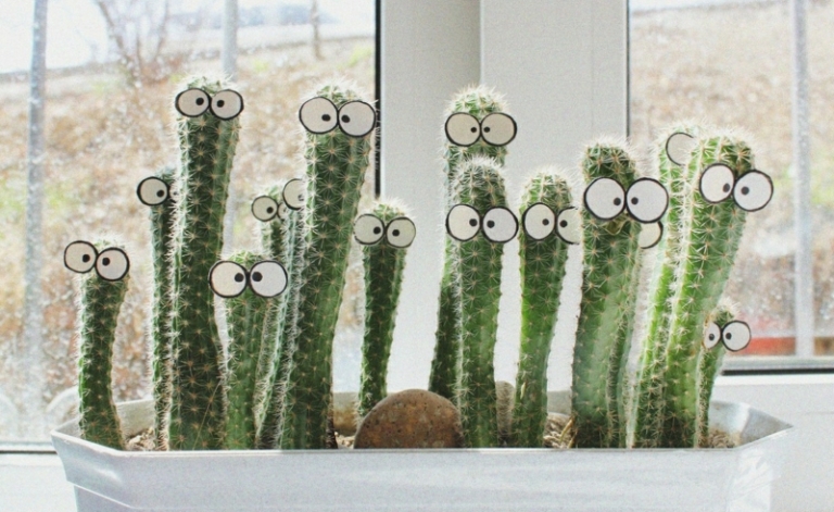 appui-fenetre-intérieur-cactus-drôles-yeux-jardinière-blanche