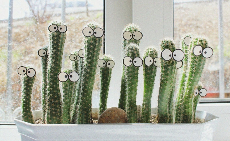 appui-fenetre-intérieur-cactus-drôles-yeux-jardinière-blanche