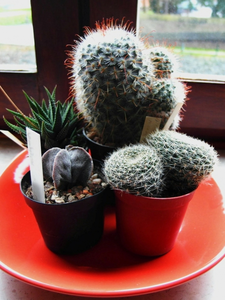 appui-fenetre-intérieur-décoration-cactus-pots-assiette-rouge