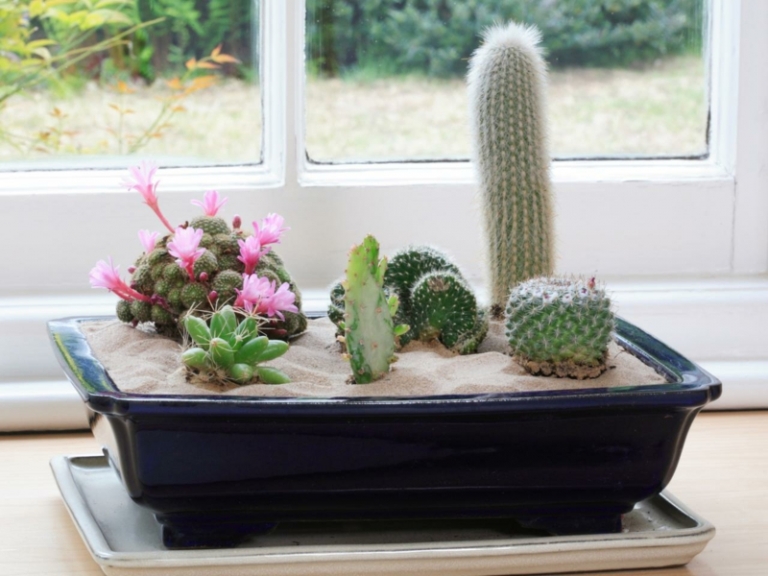 appui-fenetre-intérieur-décoré-pot-rectangulaire-cactus-variés