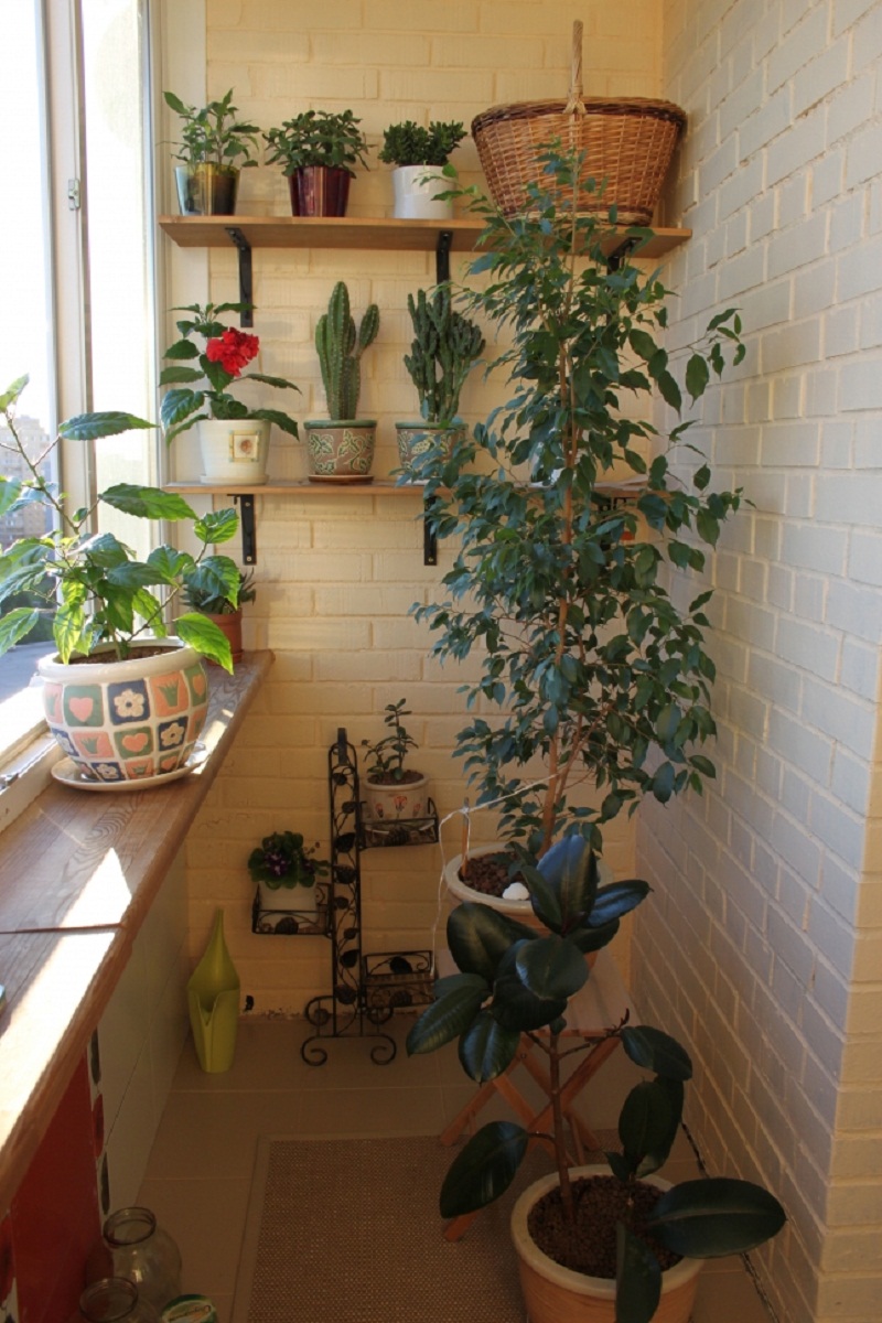 décoration-balcon-parement-brique-blanche-plantes-vertes-cactus