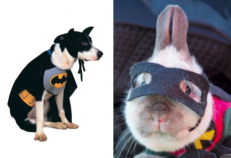 déguisement-super-héros-chien-lapin-habillés-chauve-souris