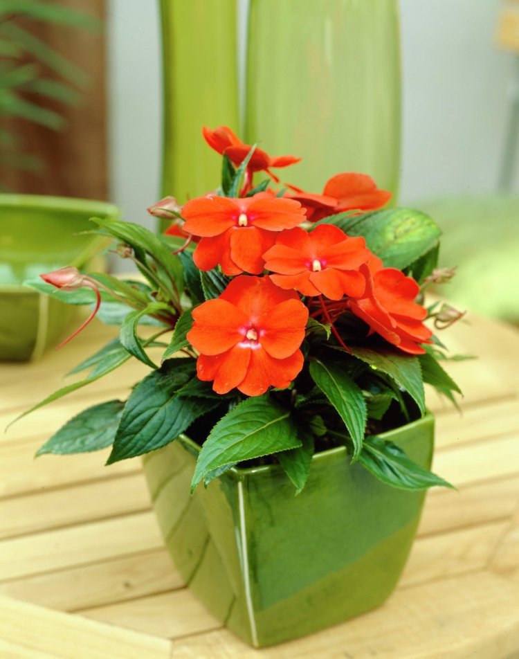 Fleurs balcon exposé nord et sud créez un paradis verdoyant Balcon désign Plantas