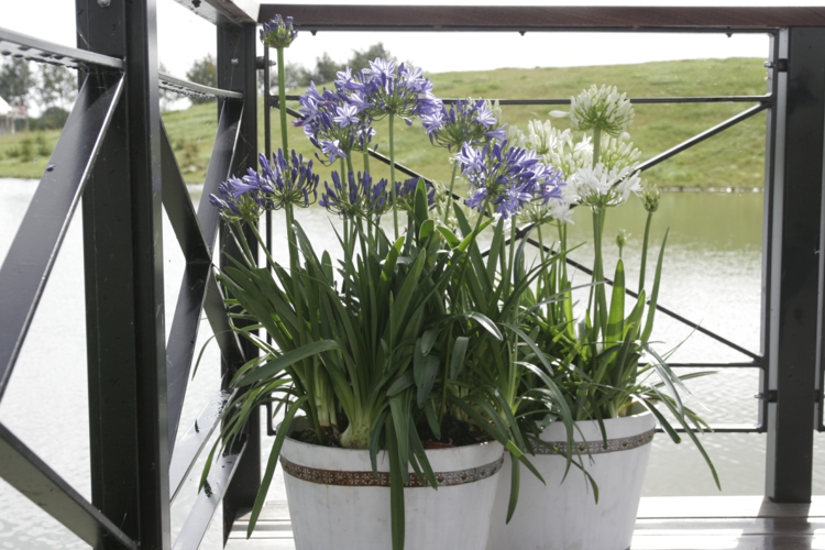 fleurs-balcon-agapanthe-blanc-violet-pots-blancs