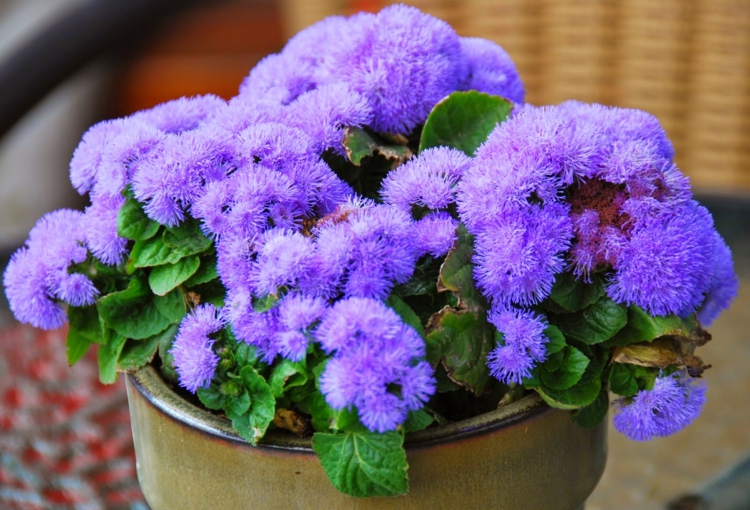 fleurs-balcon-agératum-Mexique-houppettes-bleu-céleste