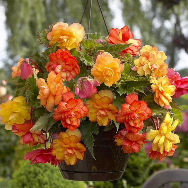fleurs-balcon-bégonias-oranges-roses-jaunes-pot-suspendu