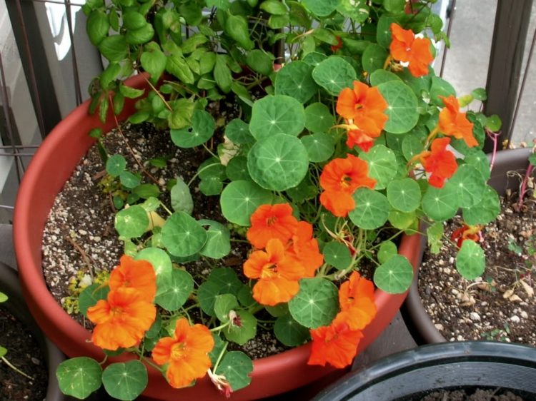 fleurs-balcon-capucines-oranges-pot-argile