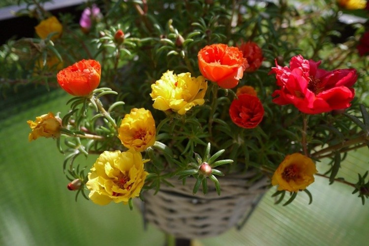 fleurs-balcon-chevalier-d'onze-heures-multicolore-pot-osier