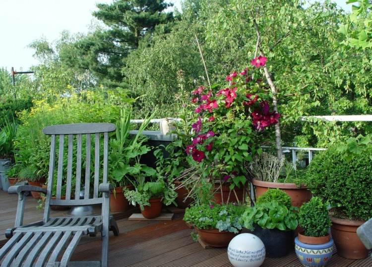 fleurs-balcon-clématites-bordeaux-plantes-vertes-buis-pots-argile