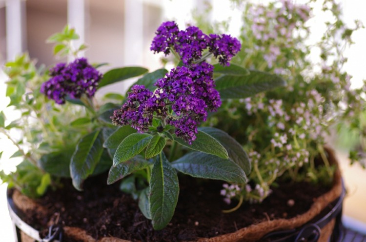 fleurs-balcon-fleur-vanille-violet-pot