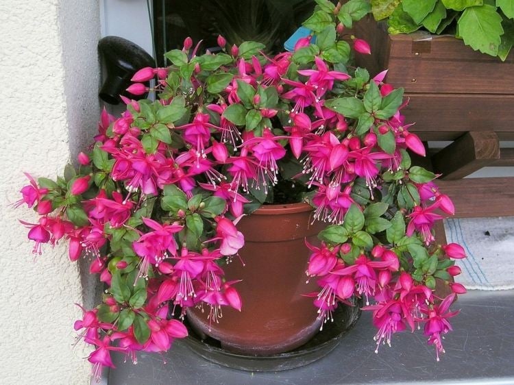 fleurs-balcon-fuchsias-roses-pot-argile