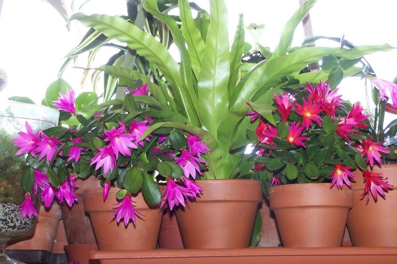 fleurs-balcon-hiver-cactus-noel-pots-terre-cuite fleurs pour balcon