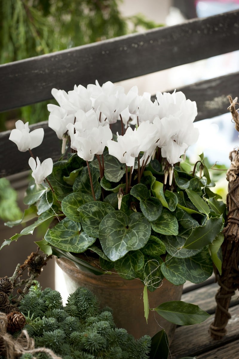 fleurs-balcon-hiver-cyclamen-blanc-couronne-coniferes fleurs pour balcon