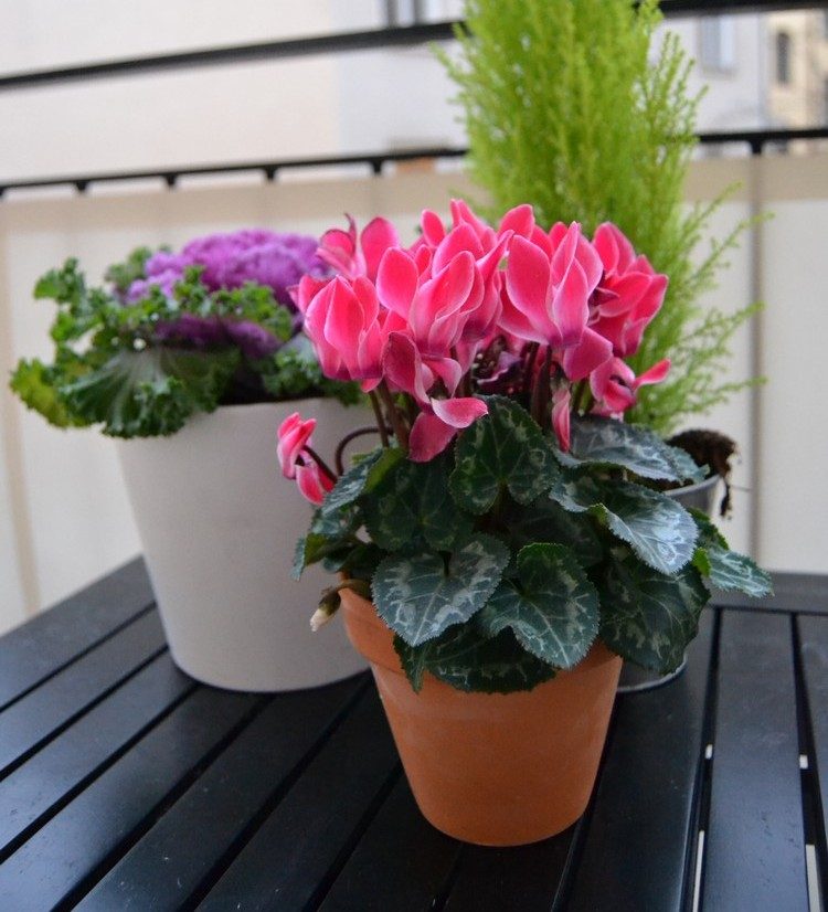 fleurs-balcon-hiver-cyclamen-rose-chou-ornement fleurs pour balcon