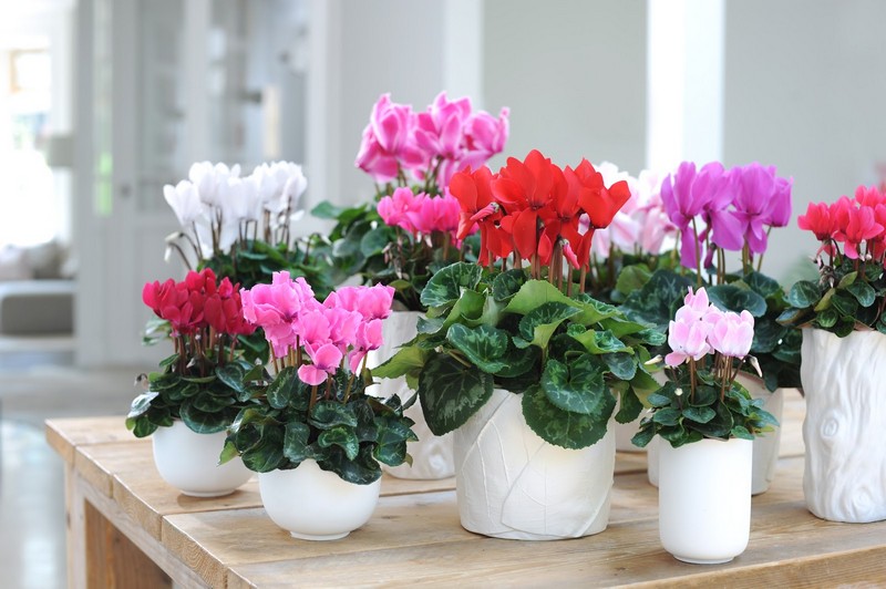 fleurs-balcon-hiver-cyclamen-rose-pourpre-lilas-blanc fleurs pour balcon