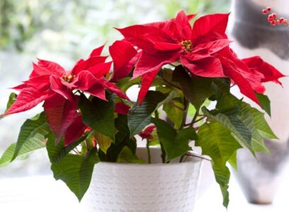 fleurs-balcon-hiver-etoile-noel-rouge