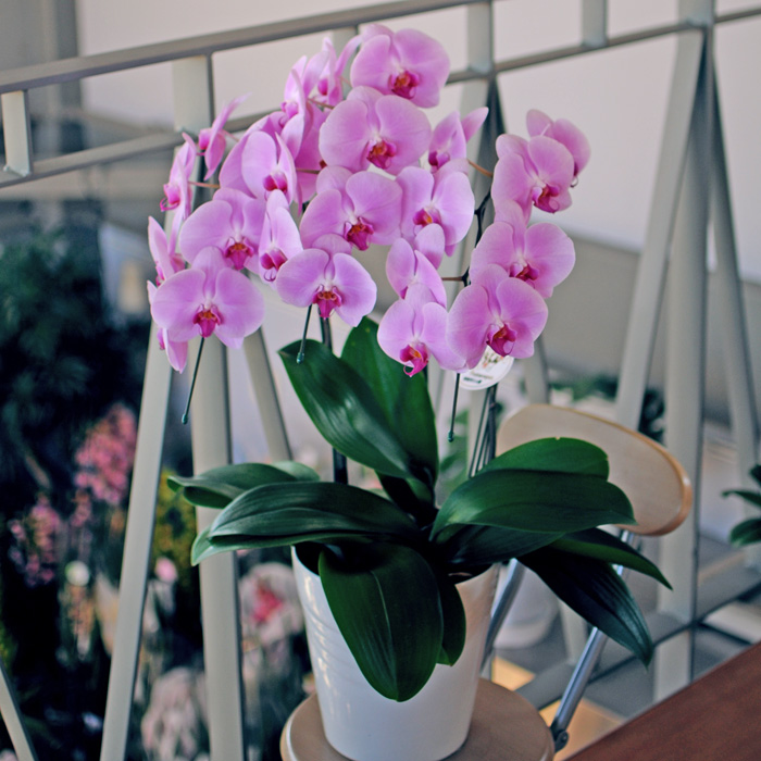 fleurs-balcon-hiver-orchidee-rose-pot-blanc