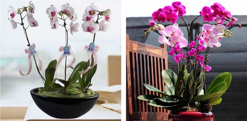 fleurs-balcon-hiver-orchidees-rose-blanche