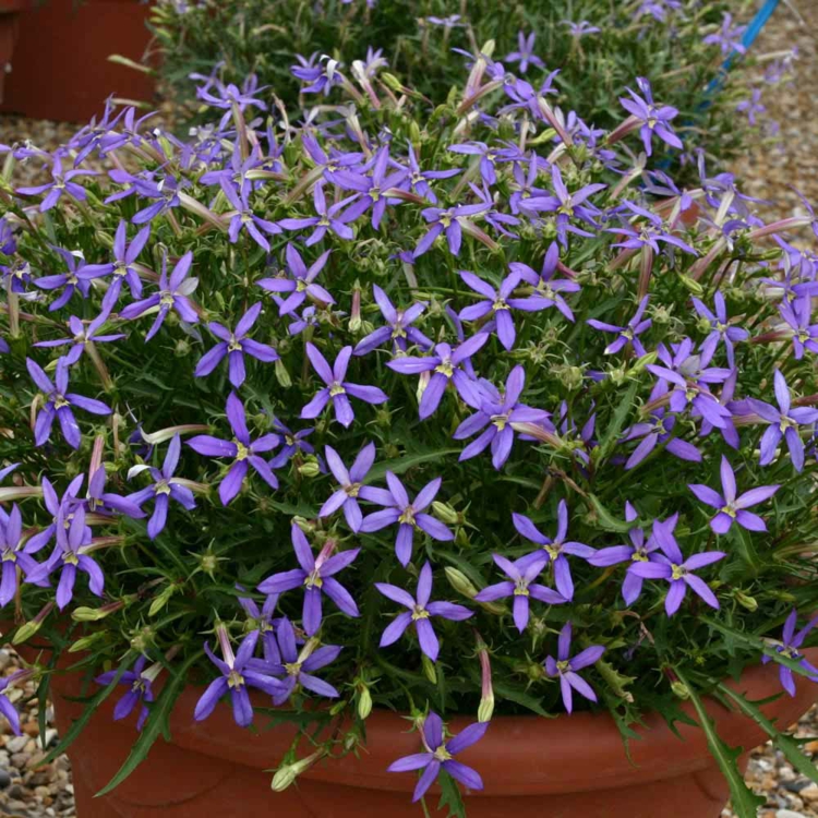 fleurs-balcon-laurentias-violets-forme-étoiles