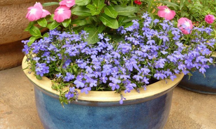 fleurs-balcon-lobélias-bleus-pots-céramique-bleu