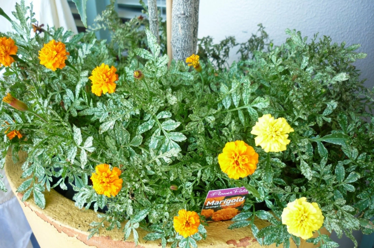 fleurs-balcon-oeillet-inde-oranges-jaunes