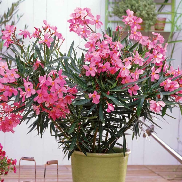 fleurs balcon oléandre-rose-pot-fibre-vert