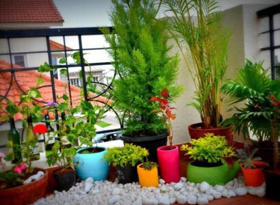 fleurs balcon plantes-vertes-fleurs-décoratives-pots-galets-blancs-assortis