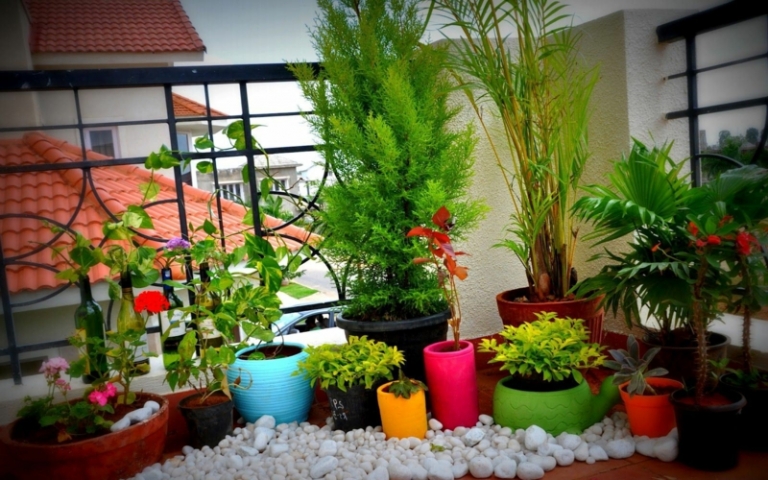 fleurs balcon plantes-vertes-fleurs-décoratives-pots-galets-blancs-assortis