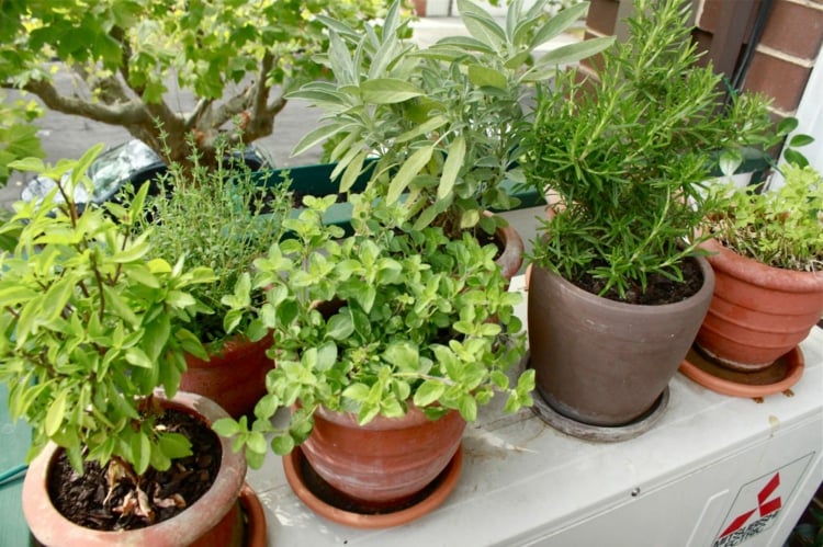 fleurs-balcon-plantes-épices-végétales-décoratives-pots-argile