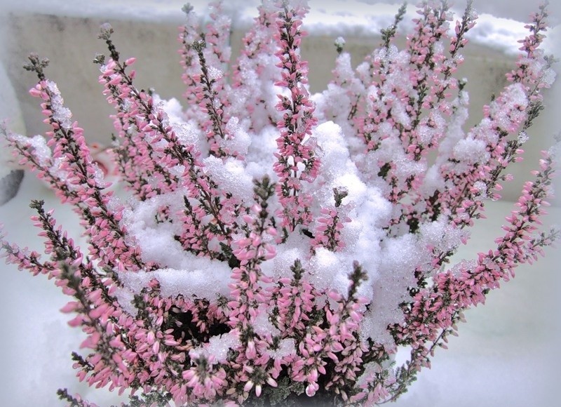 fleurs-hiver-bruyère-rose-neige