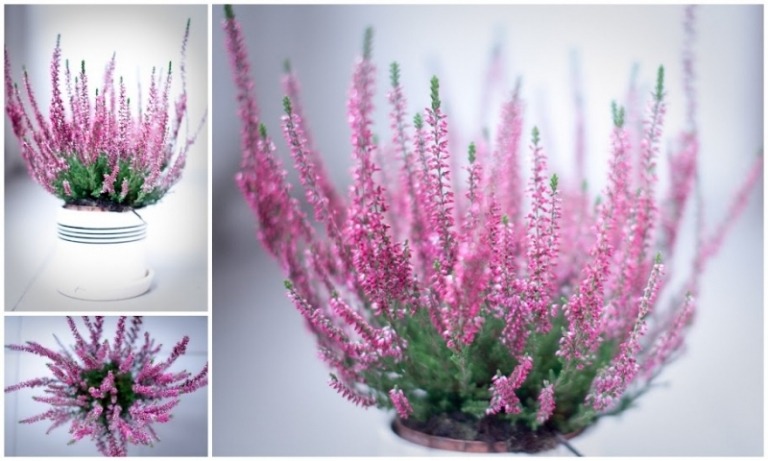 fleurs-hiver-bruyères-roses-pots-blancs