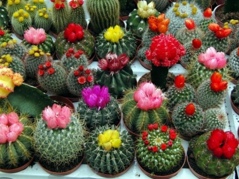 fleurs-hiver-cactus-verts-cacuts-multicolores