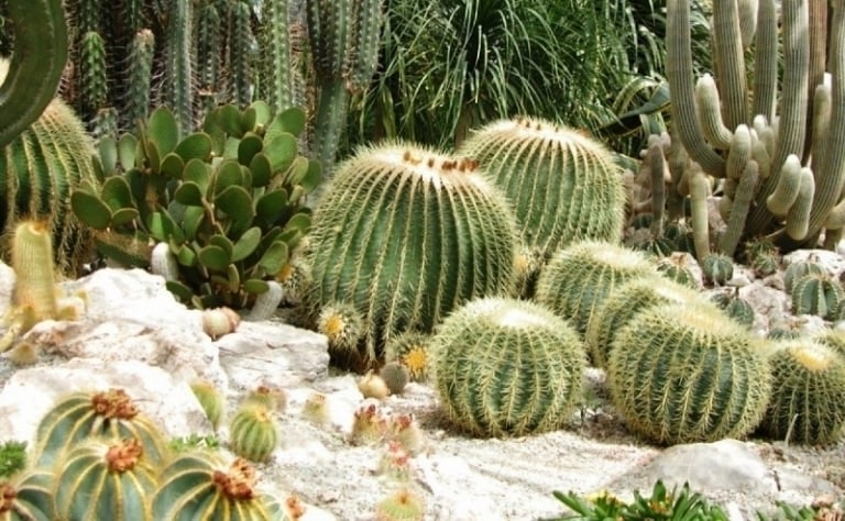 fleurs-hiver-cactus-verts-plantes-assorties