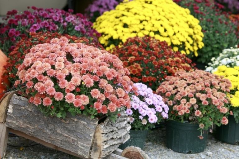 fleurs-hiver-chrysanthèmes-jaunes-roses-rouges