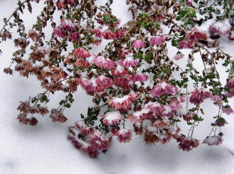 fleurs-hiver-chrysanthèmes-roses-neige
