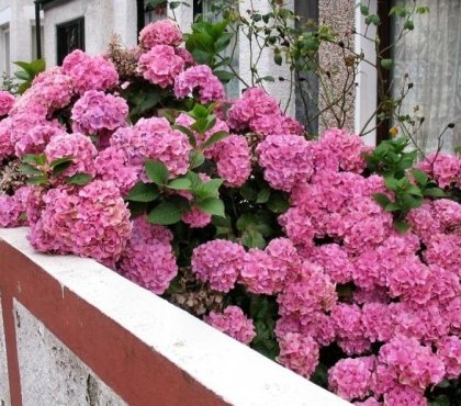 fleurs-hiver-hortensias-roses-embellir-façade