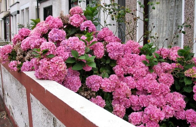 fleurs-hiver-hortensias-roses-embellir-façade