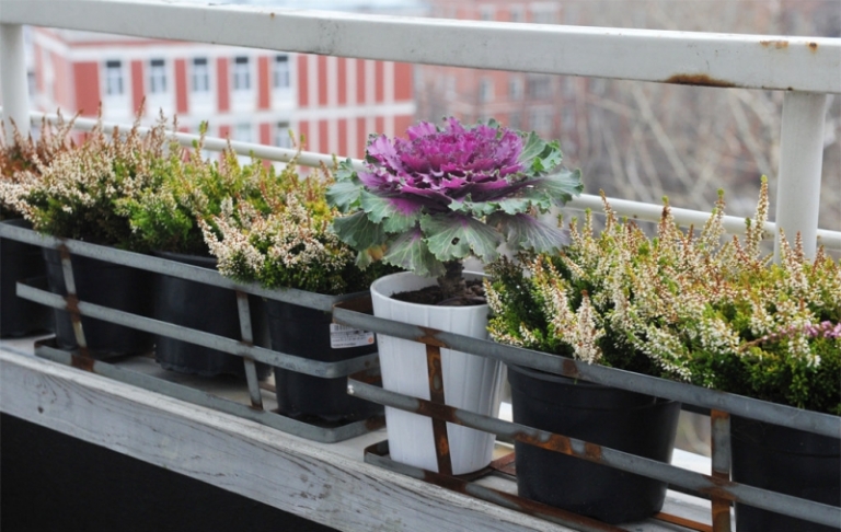 fleurs-hiver-plantes-vertes-pots-noirs-balcon
