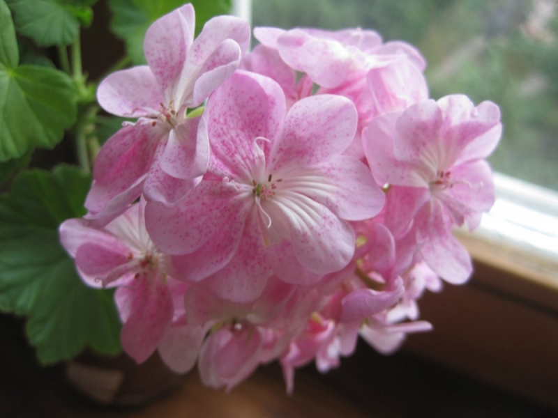 fleurs-hiver-pélargonium-rose-pâle-égayer-intérieur