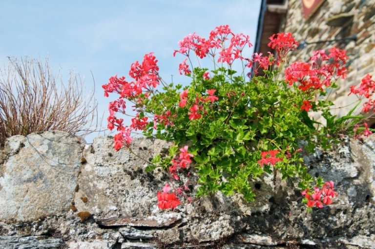 fleurs-hiver-pélargonium-rouge-fleurir-jardin